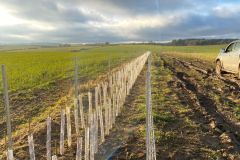 Hedge-Planting-and-fencing-3