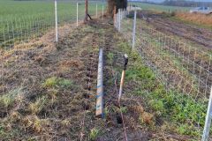 Hedge-Planting-and-fencing-4