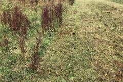 Noll-Services-Paddock-Maintenance-5