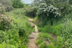 2023-Paths-and-a-Boardwalk-3