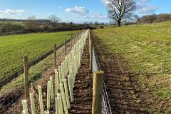 2023-Restoring-a-hedge-and-fence-10