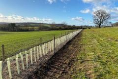 2023-Restoring-a-hedge-and-fence-11