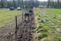 2023-Restoring-a-hedge-and-fence-6