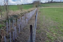 2023-Restoring-a-hedge-and-fence-7