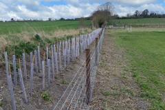 2023-Restoring-a-hedge-and-fence-8