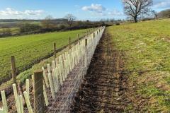 2023-Restoring-a-hedge-and-fence-9