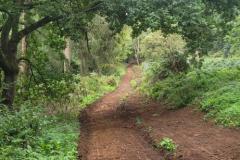 2023-Woodland-Track-1